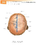 Sobotta Atlas of Human Anatomy  Head,Neck,Upper Limb Volume1 2006, page 287